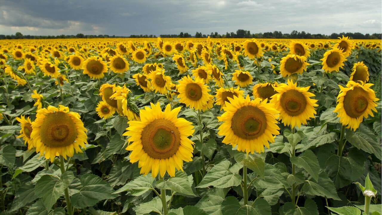 Landschapsbeleving